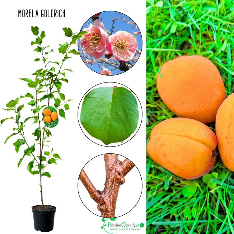 Morela Goldrich późniejsze dojrzewanie 180-220 cm