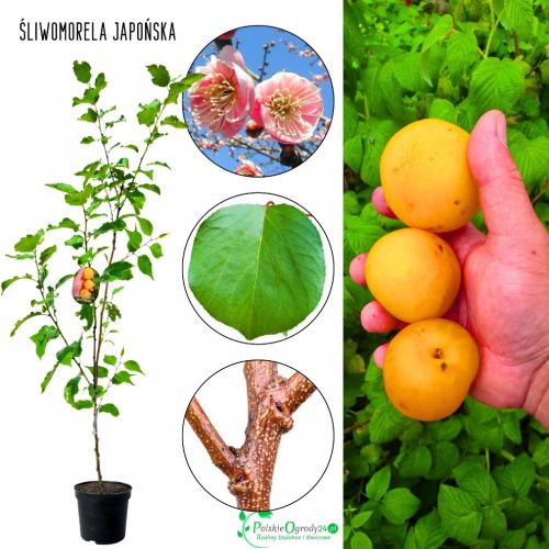 Śliwomorela Japońska Dapple duże owoce 100-150 cm