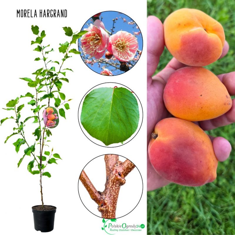 Morela Hargrand drzewka morelowe 180-220 cm