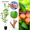 Morela Bergeron drzewka moreli do ogrodu 100-150 cm