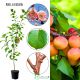 Morela Bergeron odporne odmiany moreli 180-220 cm