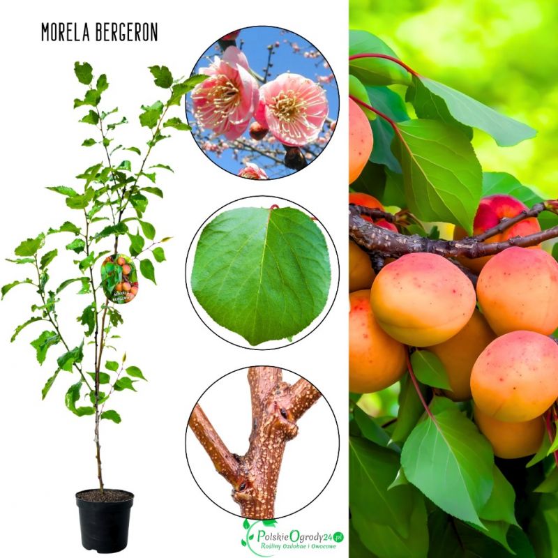 Morela Bergeron odporne odmiany moreli 180-220 cm