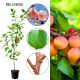 Morela Bergeron odporne odmiany moreli 180-220 cm