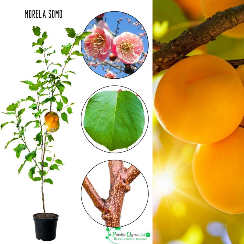 Morela Somo idealna na przetwory 180-220 cm