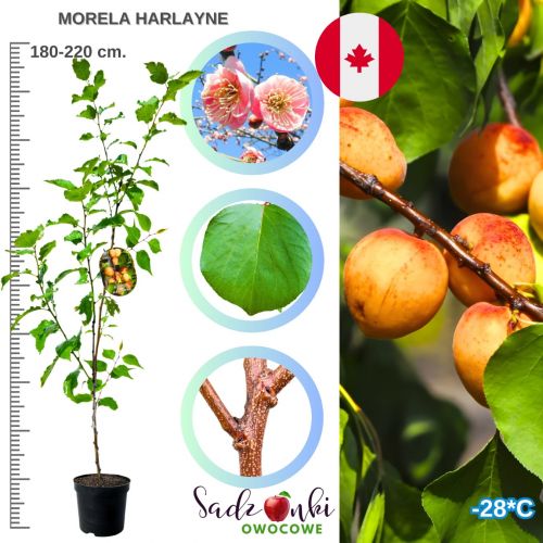 Morela Harlayne odporna na mróz 180-220 cm
