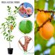 Morela Wczesna z Morden wcześnie owocuje 100-150 cm