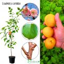 Śliwomorela Japońska samopylne drzewko 100-150 cm