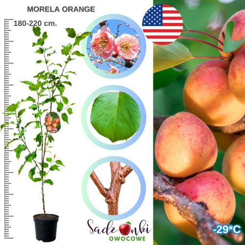 Morela Orange aromatyczne słodkie owoce 180-220 cm
