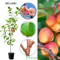 Morela Orange bardzo wczesne dojrzewanie 100-150 cm