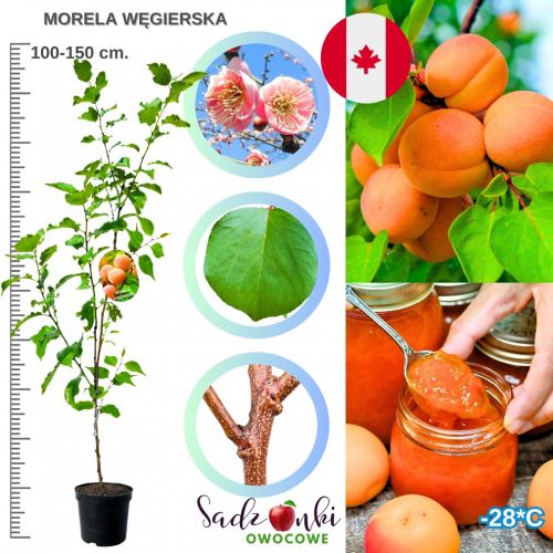 Morela Węgierska idealna na dżemy 100-150 cm