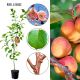 Morela Orange aromatyczne słodkie owoce 180-220 cm