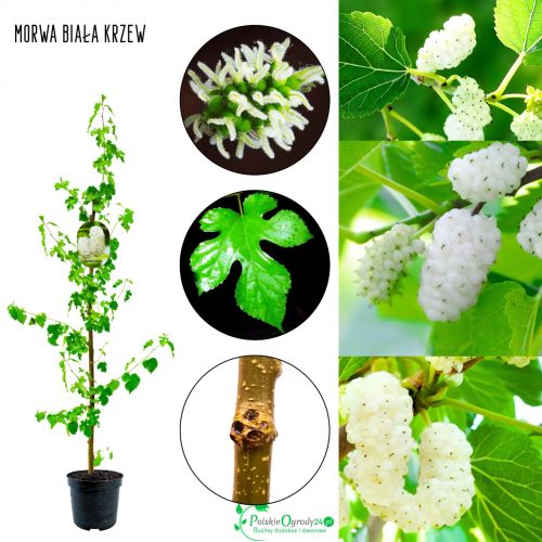Morwa Biała KRZEW sadzonka do ogrodu 45-90 cm