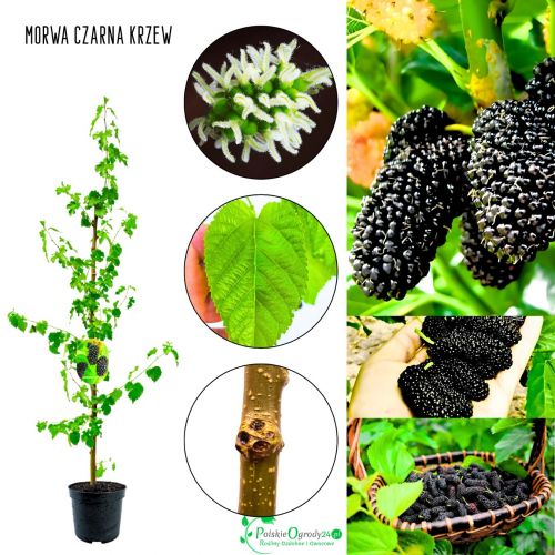 Morwa Czarna KRZEW słodko winny smak 45-90 cm