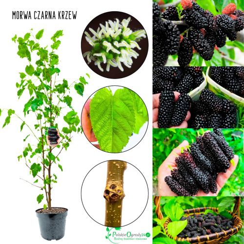 Morwa Czarna KRZEW idealna na soki 100-150 cm