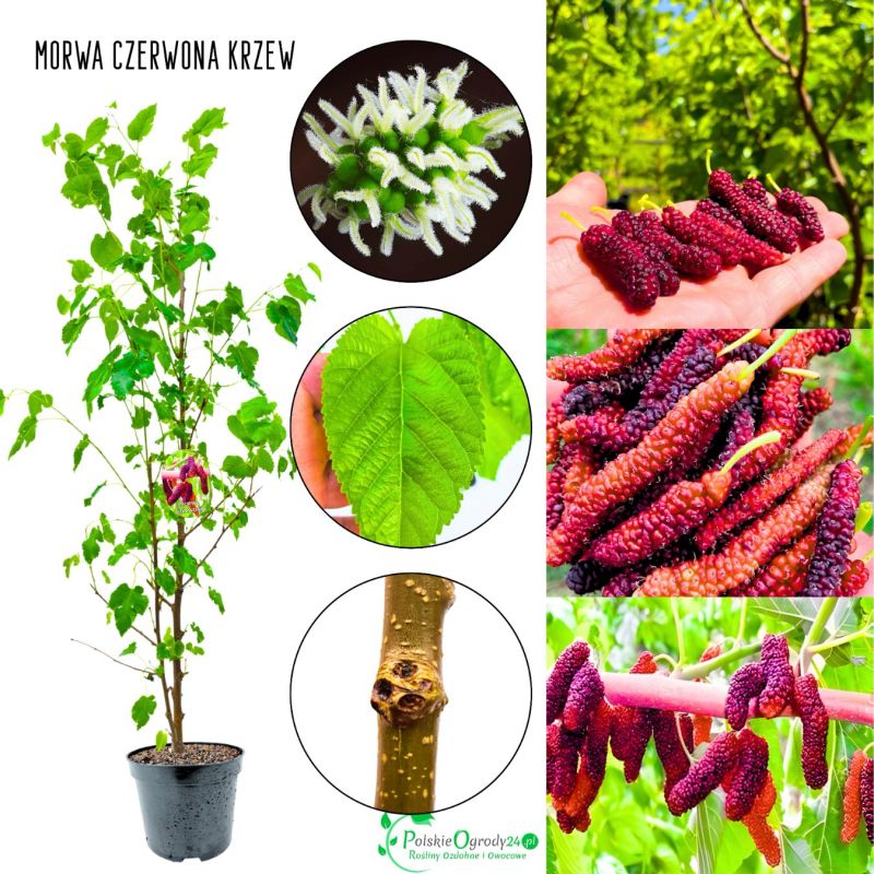 Morwa Czerwona obfite owocowanie KRZEW 100-150 cm