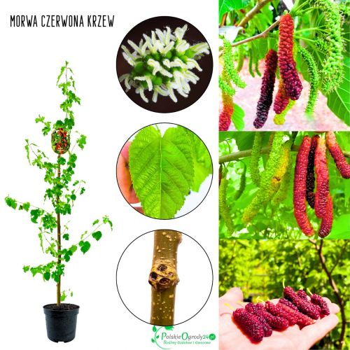 Morwa Czerwona duże soczyste owoce KRZEW 45-90 cm