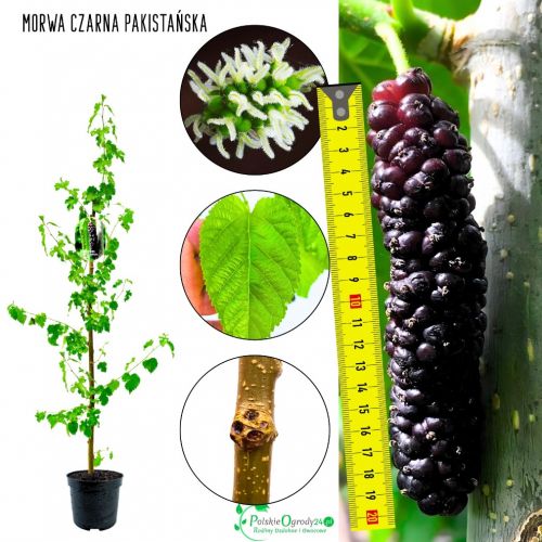 Morwa Pakistańska długie owoce KRZEW 45-90 cm