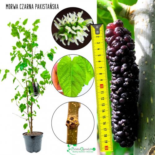 Morwa Pakistańska mrozoodporna KRZEW 100-150 cm
