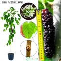 Morwa Pakistańska intensywnie słodka NA PNIU 140-180 cm