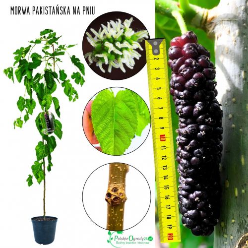 Morwa Pakistańska intensywnie słodka NA PNIU 140-180 cm