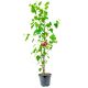 Morwa Czerwona obfite owocowanie KRZEW 100-150 cm