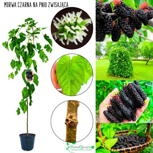 Morwa Czarna ozdobna forma pienna NA PNIU 140-180 cm