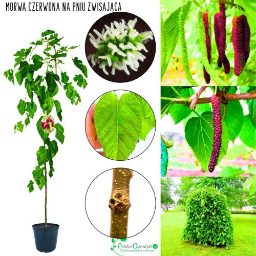 Morwa Czerwona zdrowe drzewko NA PNIU 140-180 cm