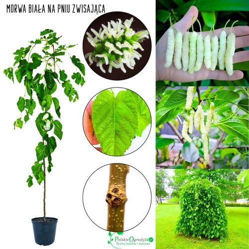 Morwa Biała idealna do małego ogrodu NA PNIU 140-180 cm