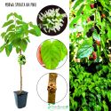 Morwa Spirata dekoracyjna forma NA PNIU 100-150 cm