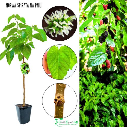 Morwa Spirata dekoracyjna forma NA PNIU 100-150 cm