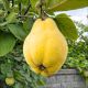 Pigwa Gruszkowa intensywny aromat KRZEW 60-90 cm