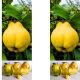 Pigwa Champion na nalewki NA PNIU 100-150 cm