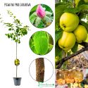 Pigwa Jabłkowa samopylna pienna NA PNIU 100-150 cm