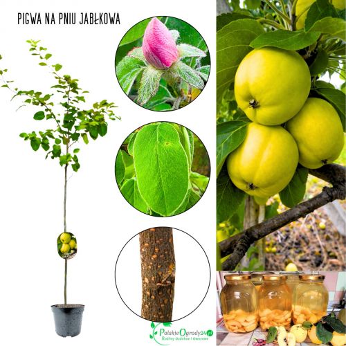 Pigwa Jabłkowa samopylna pienna NA PNIU 100-150 cm