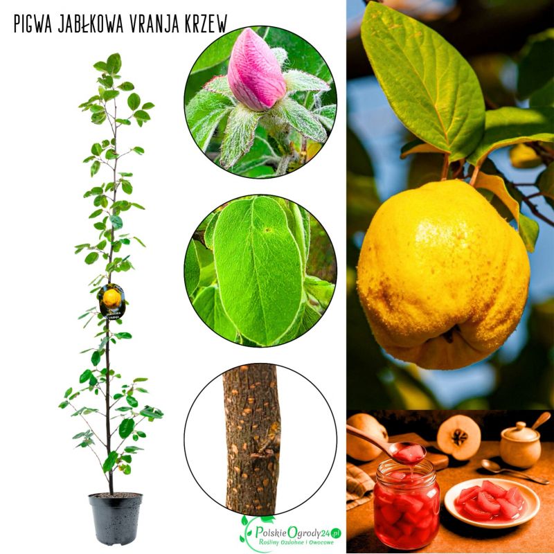 Pigwa Vranja Jabłkowa łatwa w uprawie KRZEW 60-90 cm