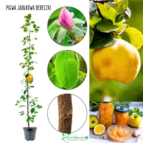 Pigwa Bereczki Jabłkowa do małego ogrodu KRZEW 60-90 cm