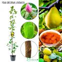 Pigwa Laskowicka Gruszkowa duża aromatyczna KRZEW 60-90 cm