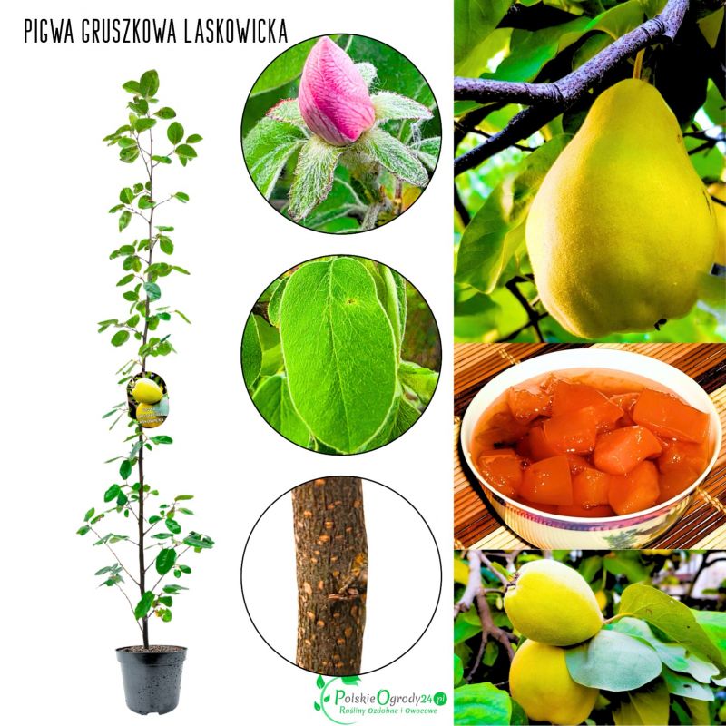 Pigwa Laskowicka Gruszkowa duża aromatyczna KRZEW 60-90 cm