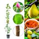 Pigwa Laskowicka Gruszkowa duża aromatyczna KRZEW 60-90 cm