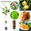 Pigwa Laskowicka drzewka owocujące NA PNIU 100-150 cm