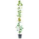 Pigwa Bereczki Jabłkowa do małego ogrodu KRZEW 60-90 cm