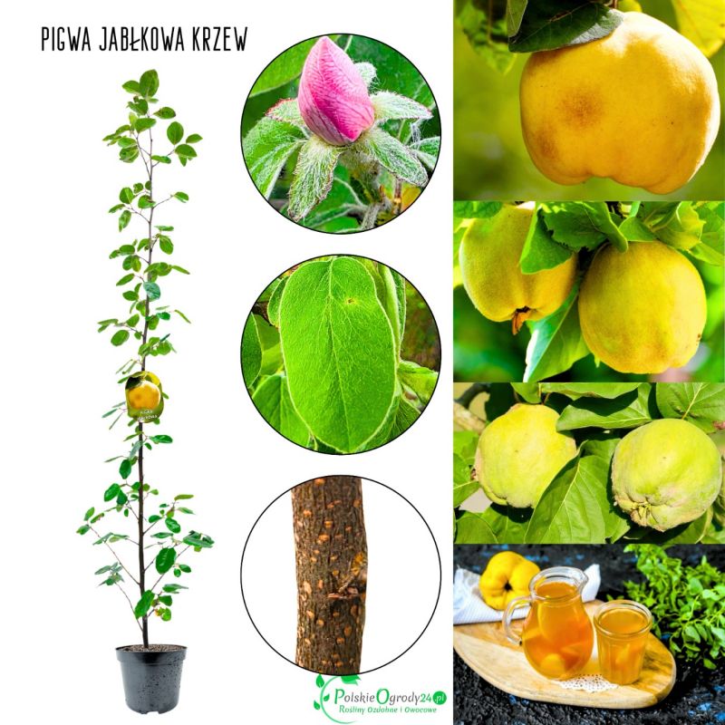 Pigwa Jabłkowa intensywny aromat KRZEW 60-90 cm
