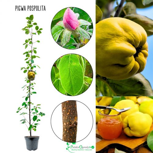 Pigwa Pospolita samopylna odmiana KRZEW 100-150 cm