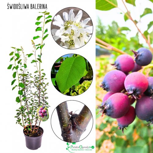 Świdośliwa Balerina wiosenne kwitnienie KRZEW 40-70 cm