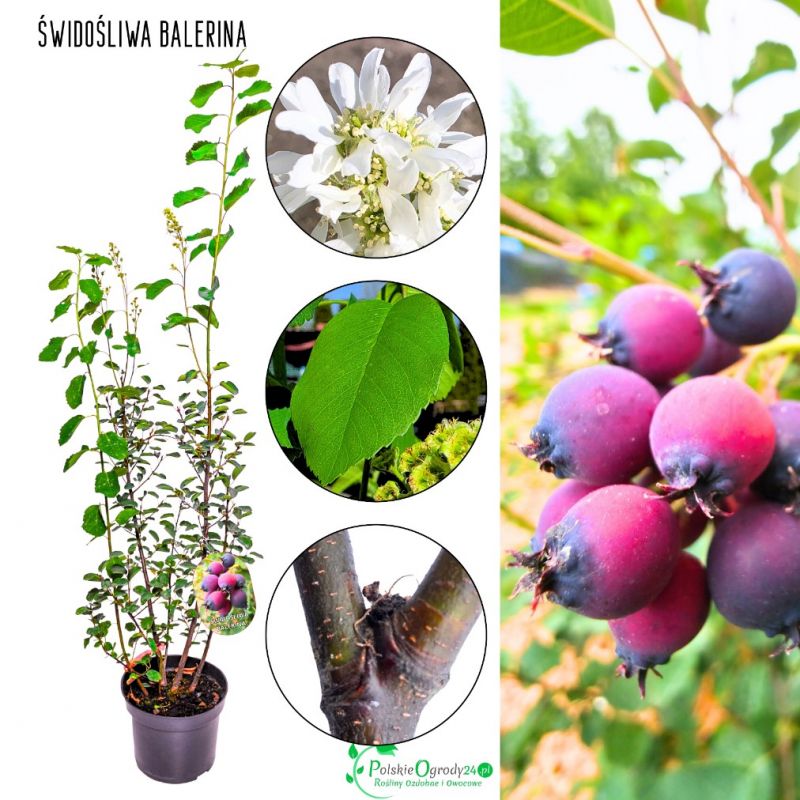 Świdośliwa Balerina wiosenne kwitnienie KRZEW 40-70 cm