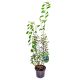 Świdośliwa Honeywood do jedzenia KRZEW 40-70 cm