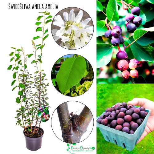 Świdośliwa Amela Amelia duża sadzonka KRZEW 40-70 cm