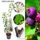 Świdośliwa Amelanchier owocowy KRZEW 20-30 cm