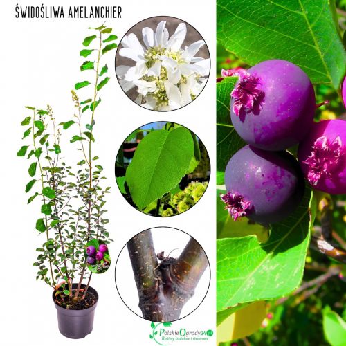 Świdośliwa Amelanchier owocowy KRZEW 20-30 cm