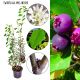Świdośliwa Amelanchier owocowy KRZEW 20-30 cm
